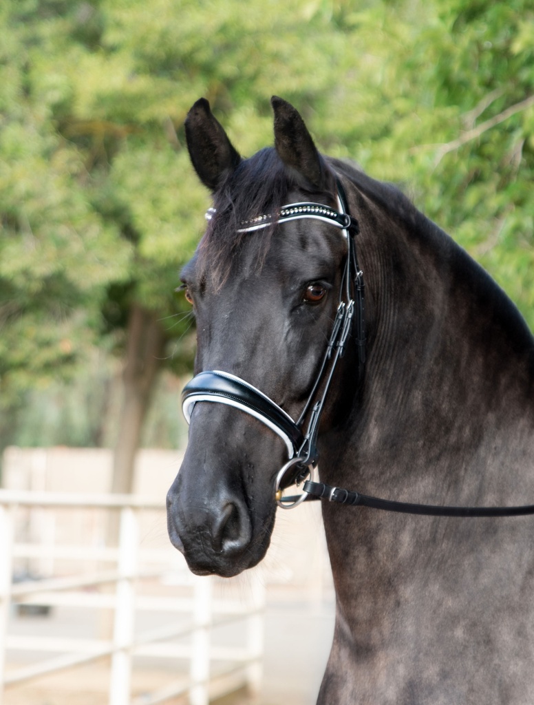 LIOR Snaffle Bridle (Add Flash)