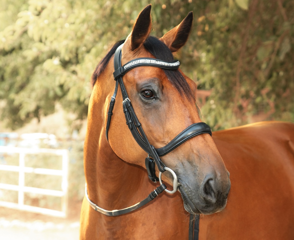 ARIA Snaffle Bridle (Cob, Add Flash)