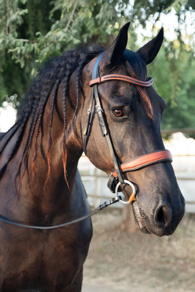 GEOVANNI Snaffle Bridle (Cob, Add Flash)