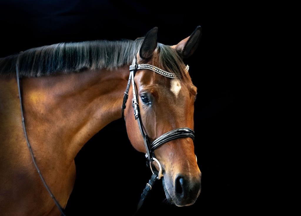 JULIETTE Snaffle Bridle (Cob, Add Flash)