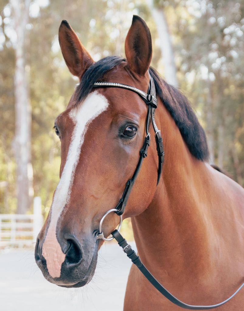 Sienna Snaffle Bridle (Cob)