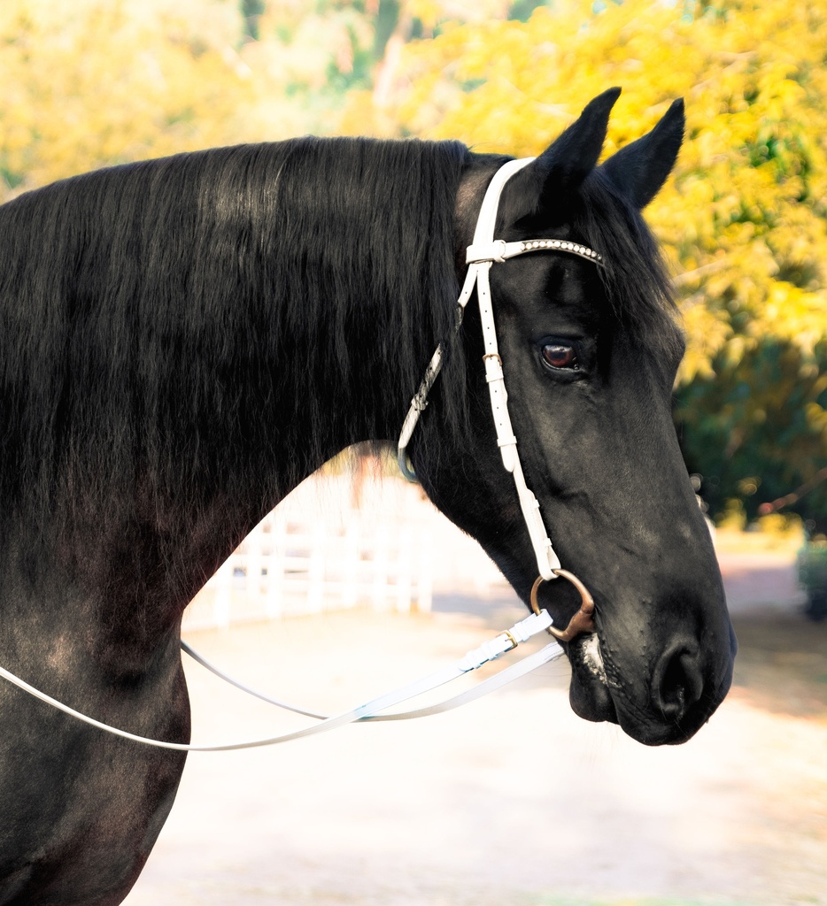 FIONA Snaffle Bridle (Brass)