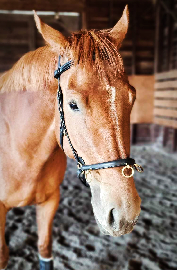 Cavesson Fendu Doublé Polaire Shires – Rose – Taille Au Choix